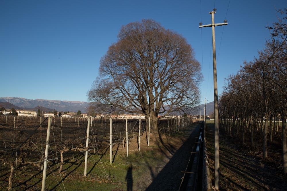 Bed and Breakfast Al Bagolaro Crocetta del Montello Esterno foto