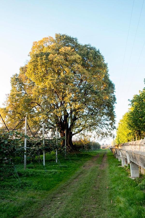Bed and Breakfast Al Bagolaro Crocetta del Montello Esterno foto