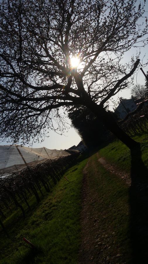 Bed and Breakfast Al Bagolaro Crocetta del Montello Esterno foto